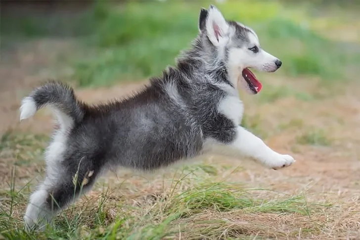 An Excited Puppy min