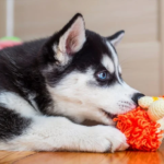 Falling In Love With The New Dog min