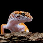 orange gecko lizard wood