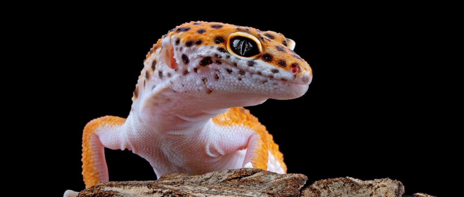 orange gecko lizard wood