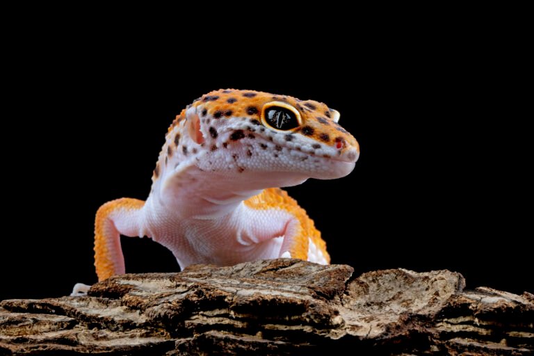 orange gecko lizard wood