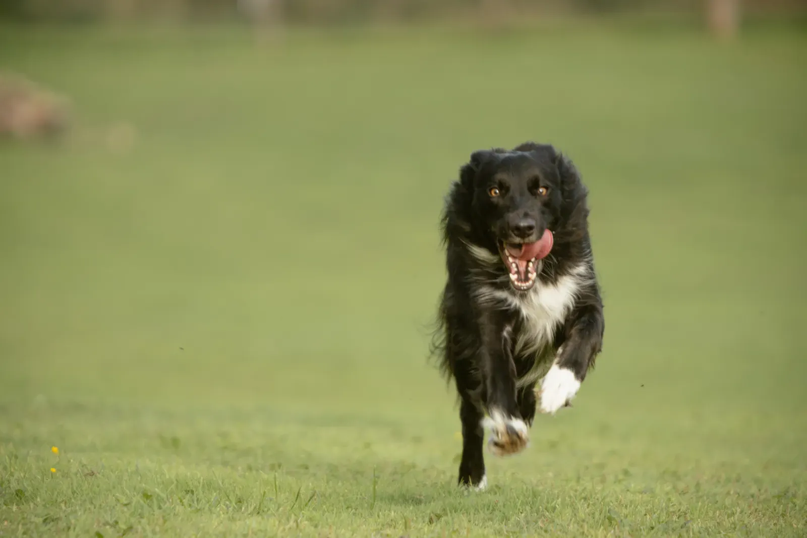 Healthy dog running outdoors — accident-only pet insurance suits young, active pets whose main risk is injury.