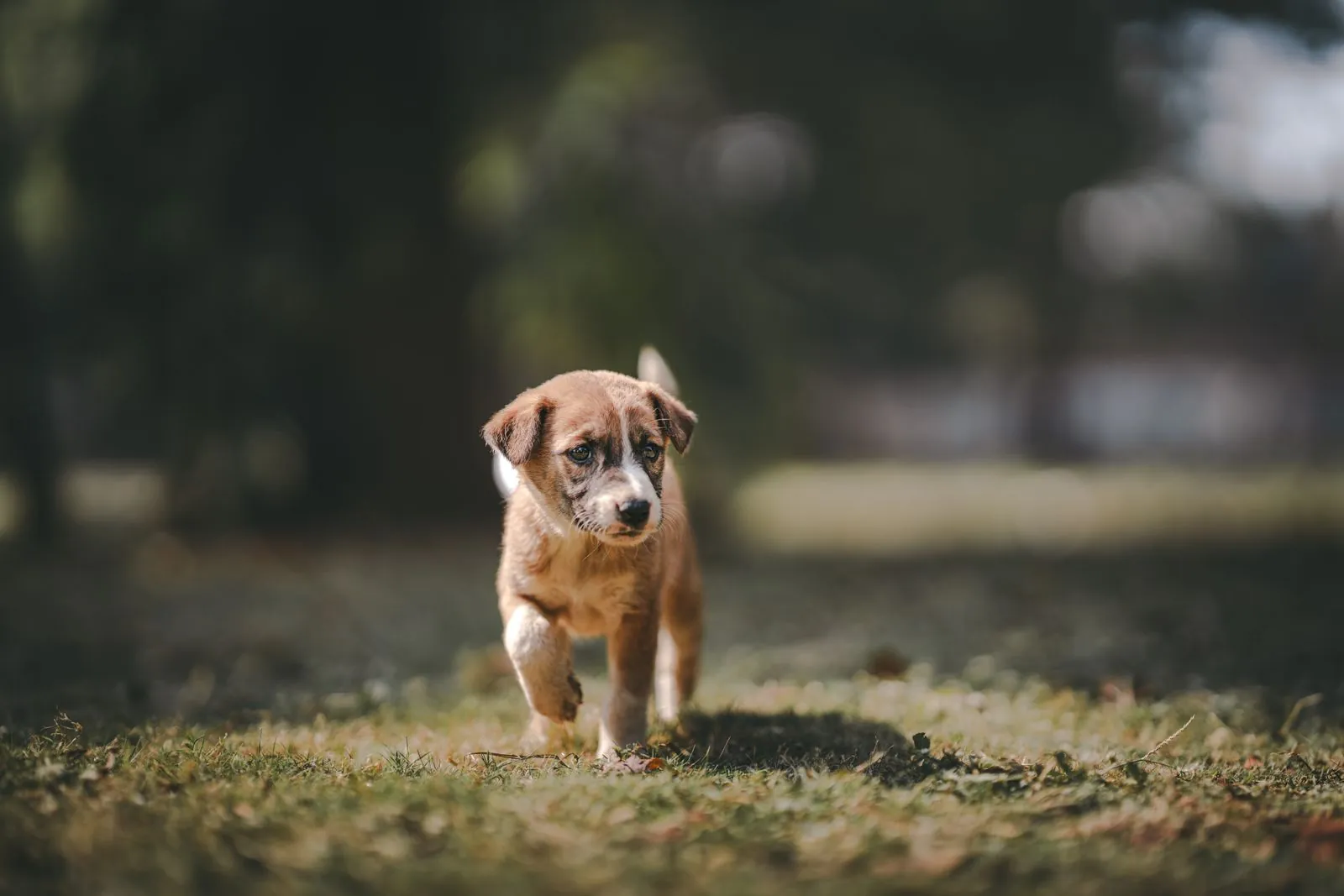 Puppy playing on grass — accident-only pet insurance is a young-pet strategy to revisit as your pet ages.
