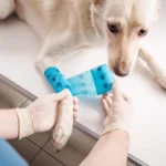 Dog with a bandaged paw at the vet — accident-only pet insurance covers injuries like broken bones and bite wounds.