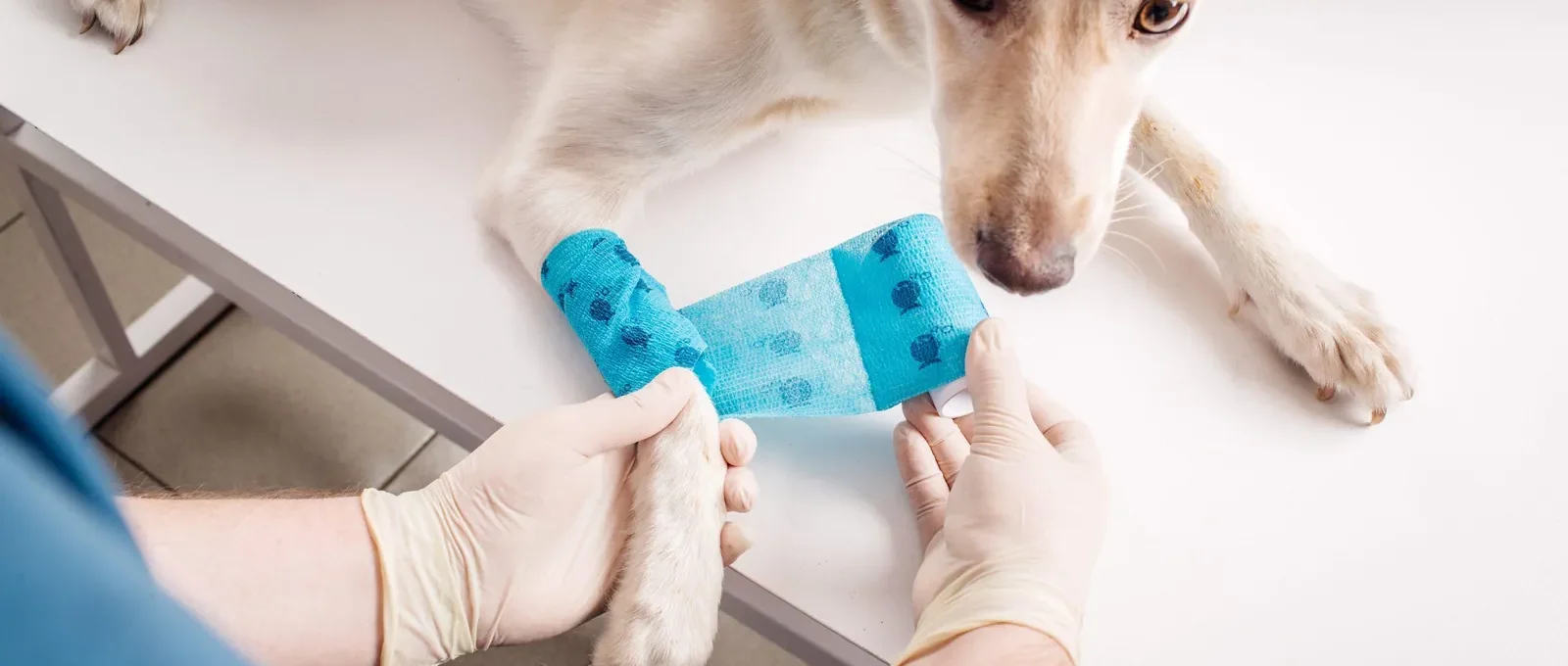 Dog with a bandaged paw at the vet — accident-only pet insurance covers injuries like broken bones and bite wounds.