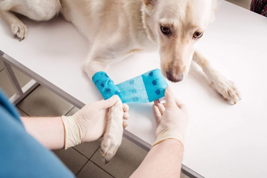 Dog with a bandaged paw at the vet — accident-only pet insurance covers injuries like broken bones and bite wounds.