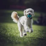 White dog running with a ball — active dogs face the accident risks accident-only plans cover