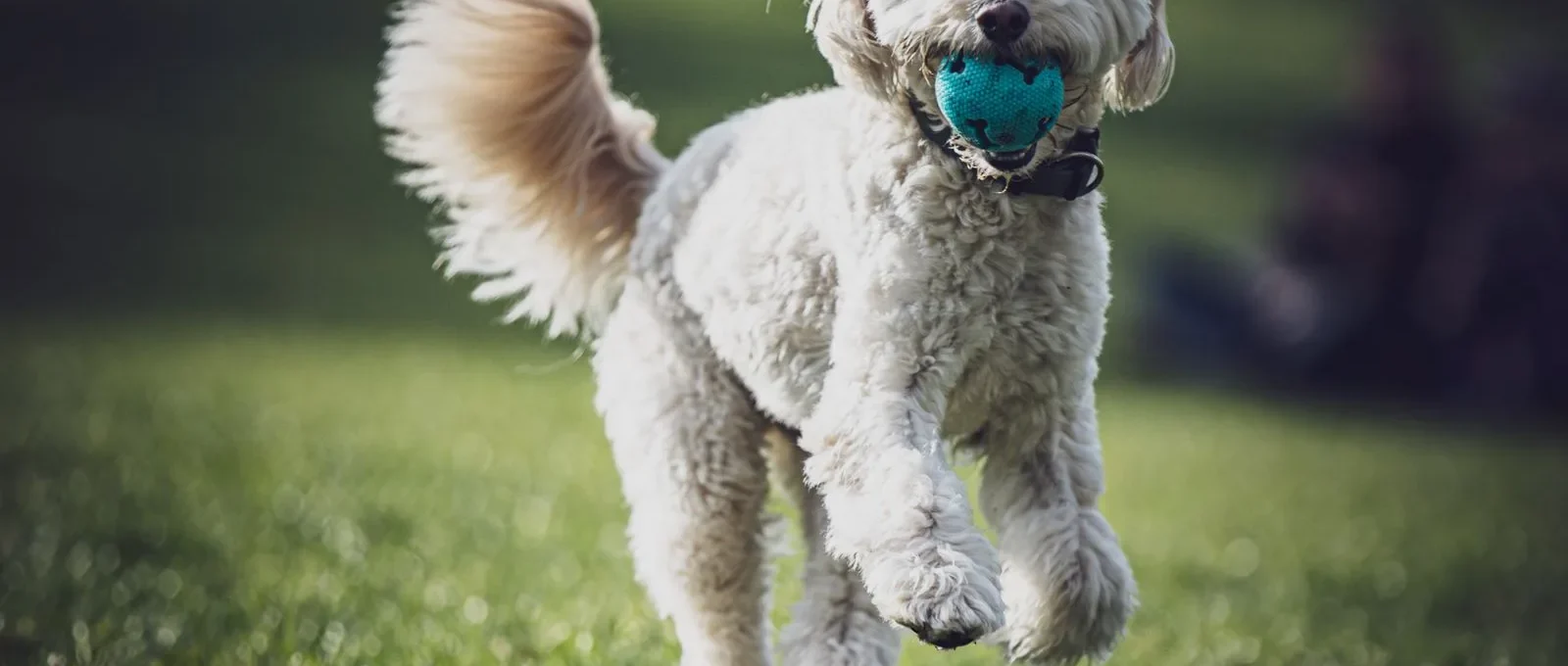 White dog running with a ball — active dogs face the accident risks accident-only plans cover
