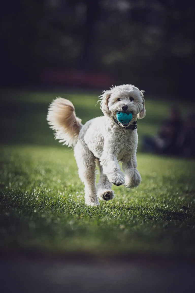 White dog running with a ball — active dogs face the accident risks accident-only plans cover