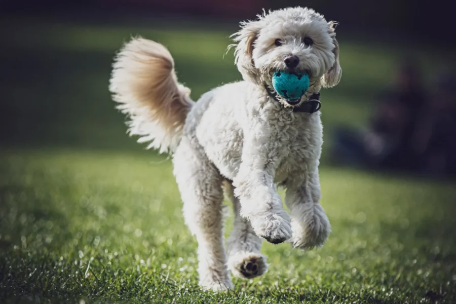 White dog running with a ball — active dogs face the accident risks accident-only plans cover