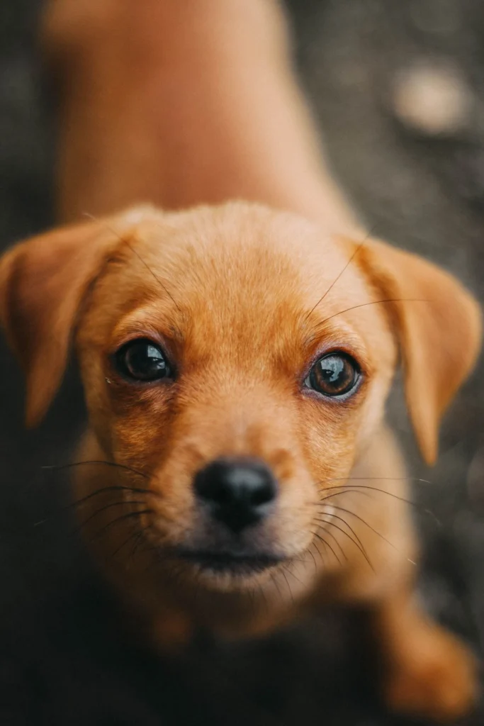 Cheapest Pet Insurance for Dogs: How to Pay Less (2026) 13 Small mixed-breed puppy — mixed breeds are typically the cheapest dogs to insure