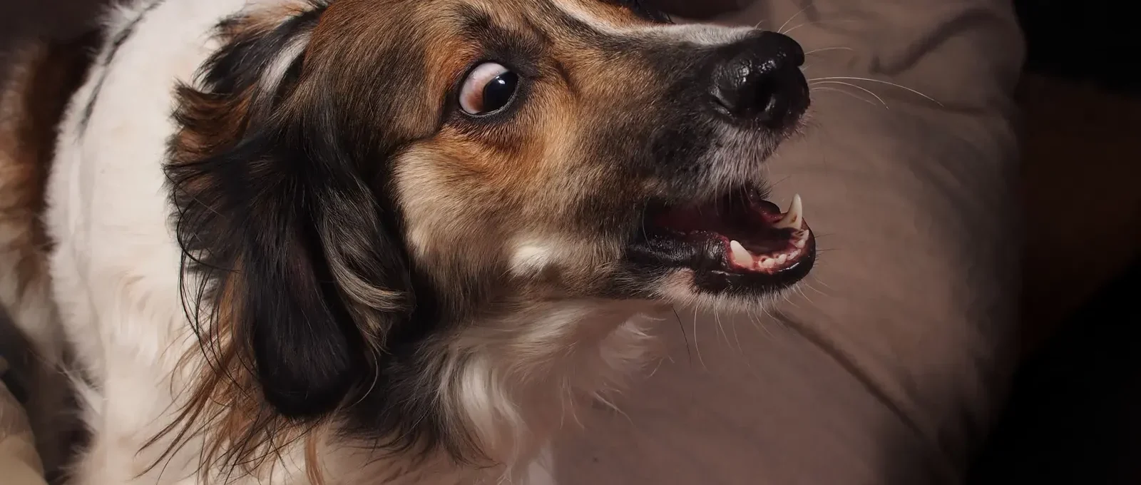 Anxious dog during a storm — spot dog anxiety early