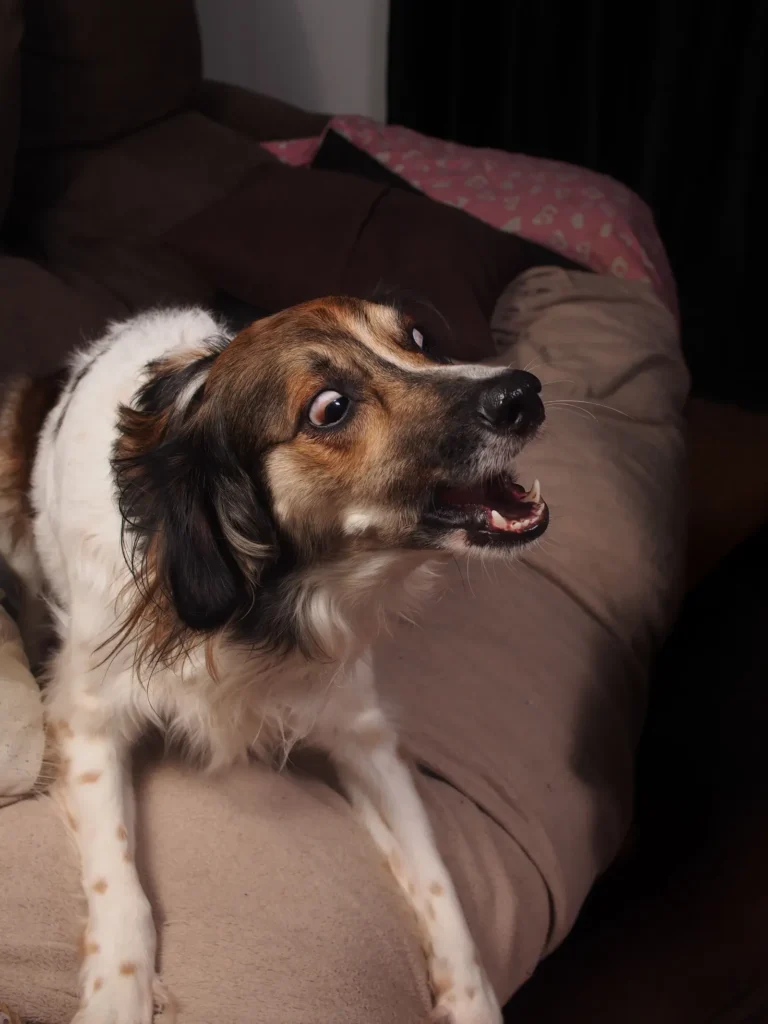 Anxious dog during a storm — spot dog anxiety early