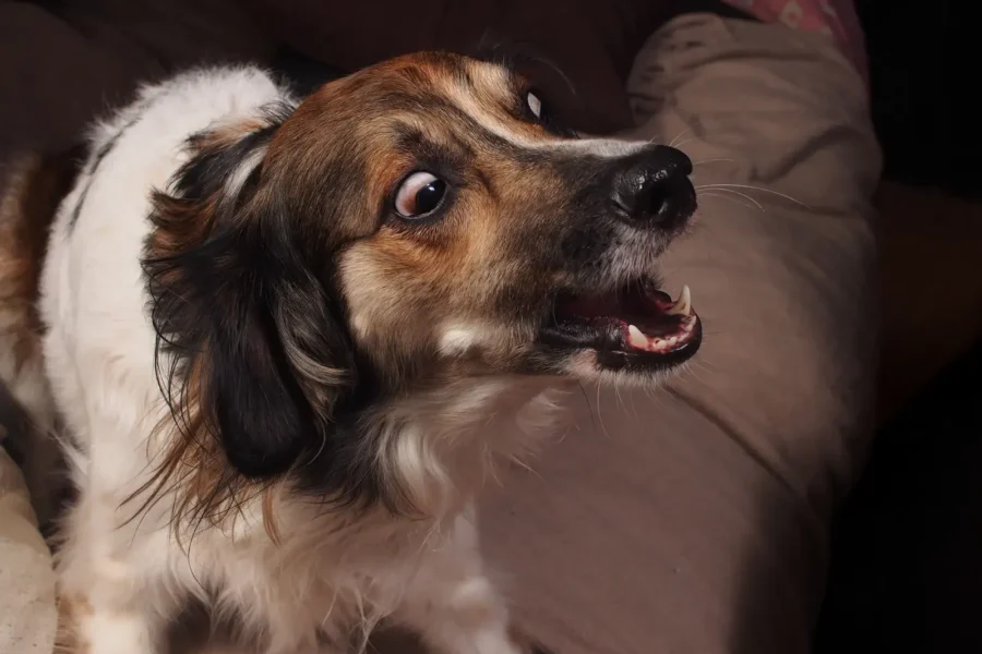 Anxious dog during a storm — spot dog anxiety early
