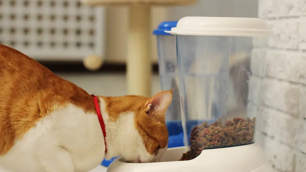 Best Black Friday Pet Deals 2026: Beds, Feeders & Gear 13 Automatic cat feeder — a top Black Friday deal category