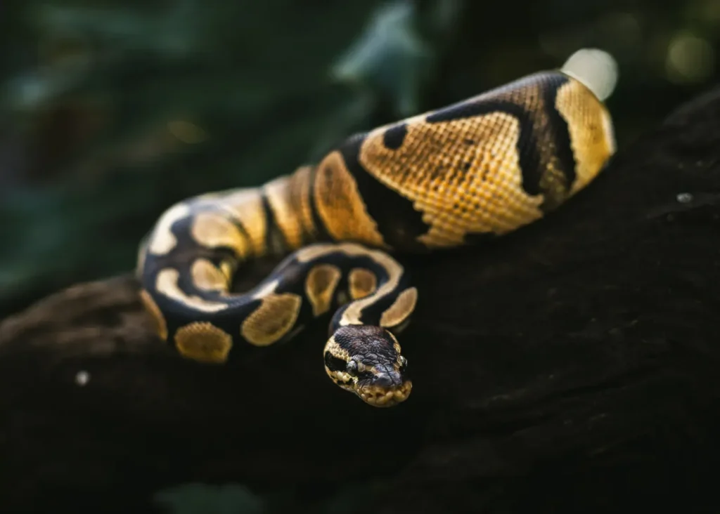 Pet Reptiles: A Comprehensive Guide to Choosing the Best Pets 14 Ball python, a calm beginner-friendly pet snake