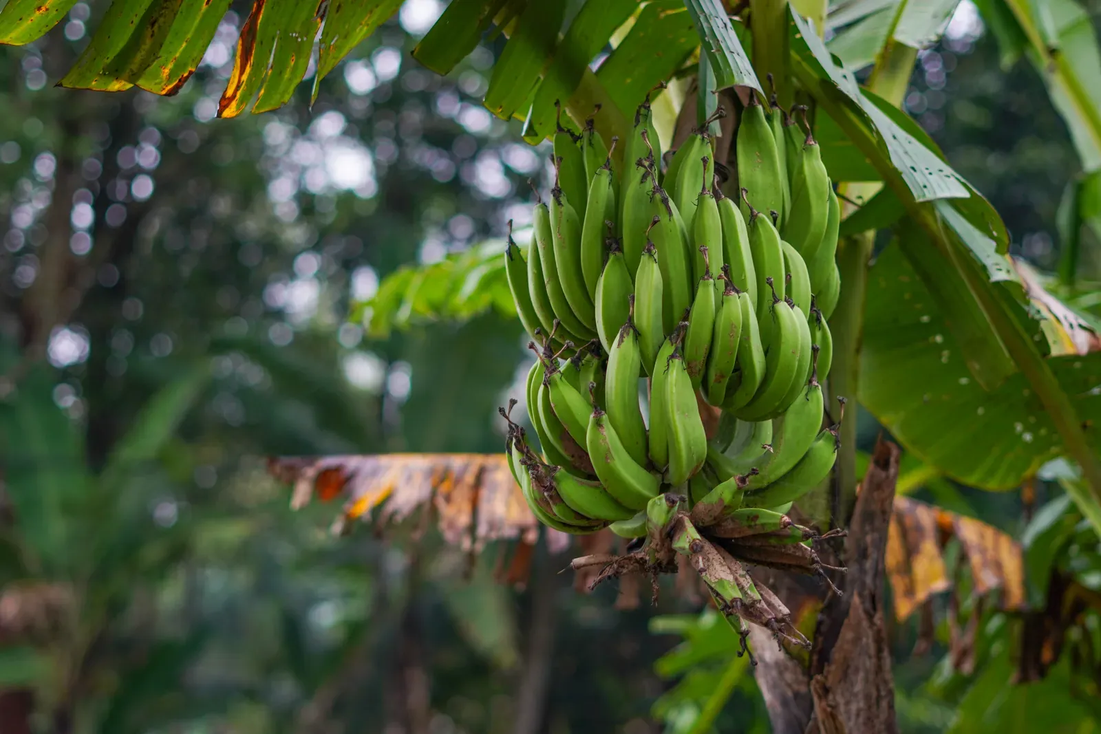 Can dogs eat bananas? Fresh bananas ready to share