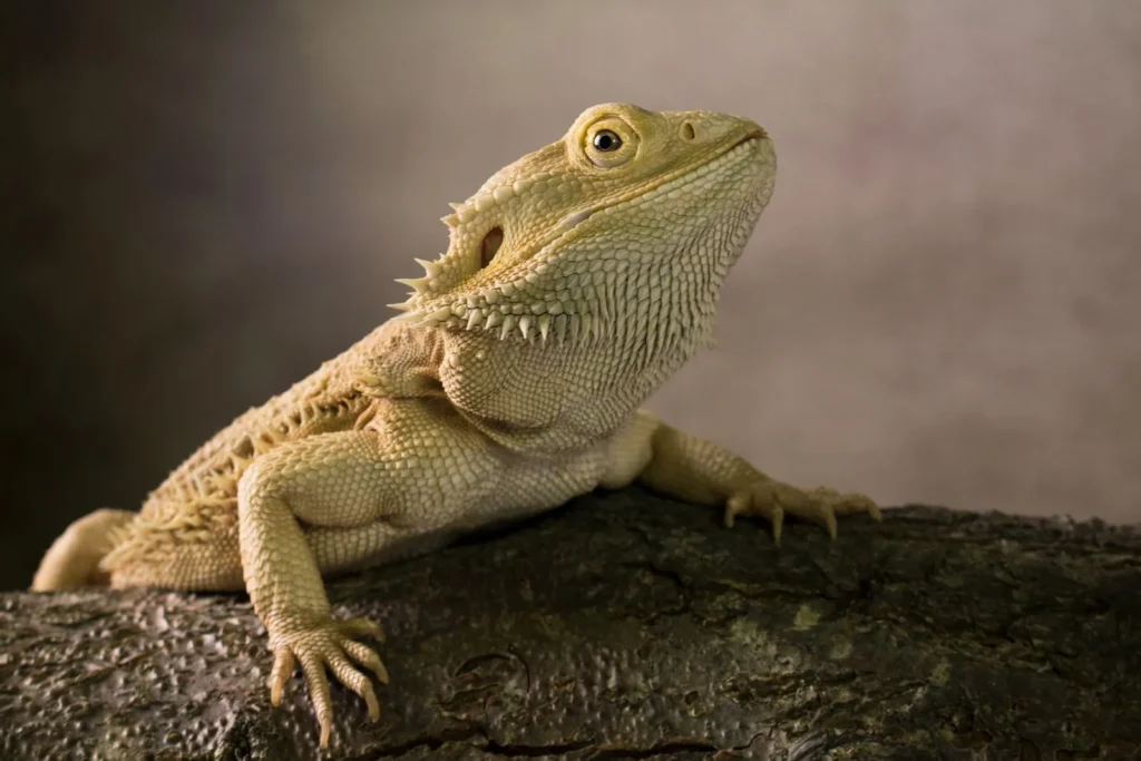 Pet Reptiles: A Comprehensive Guide to Choosing the Best Pets 12 Bearded dragon, one of the most popular pet reptiles