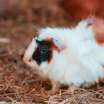 best hay guinea pigs featured