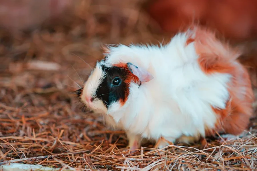 Best Hay for Guinea Pigs: Timothy vs Orchard vs Alfalfa (2026 Guide) 20 best hay guinea pigs featured