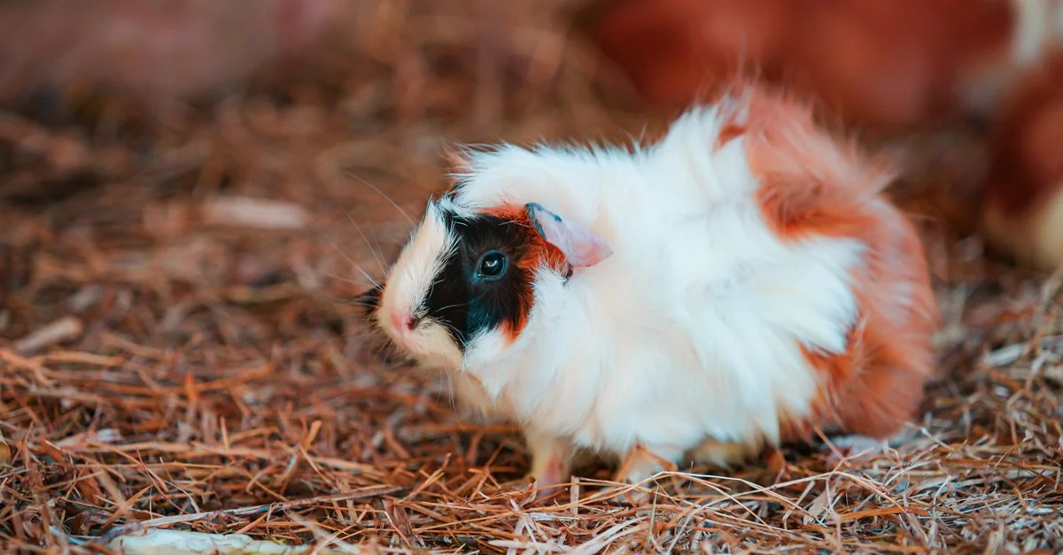 best hay guinea pigs featured