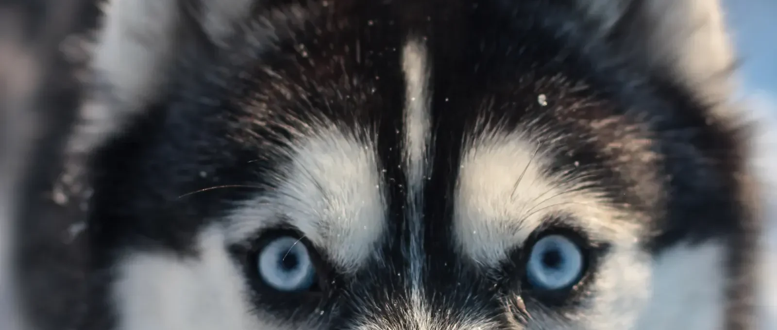 Husky with striking blue eyes — 20 dogs with blue eyes that stop you in your tracks