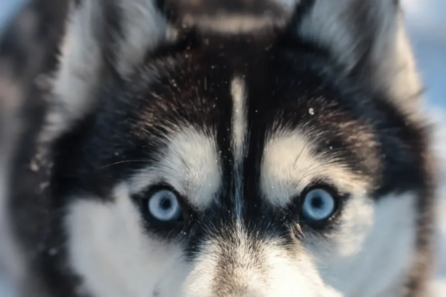 Siberian Husky with stunning blue eyes