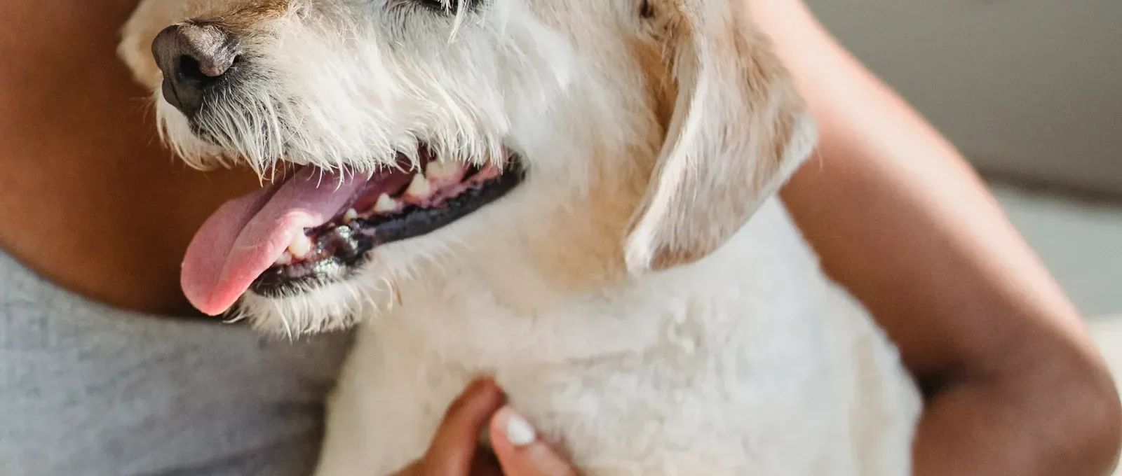 Owner hugging their dog — 12 science-backed bonding methods