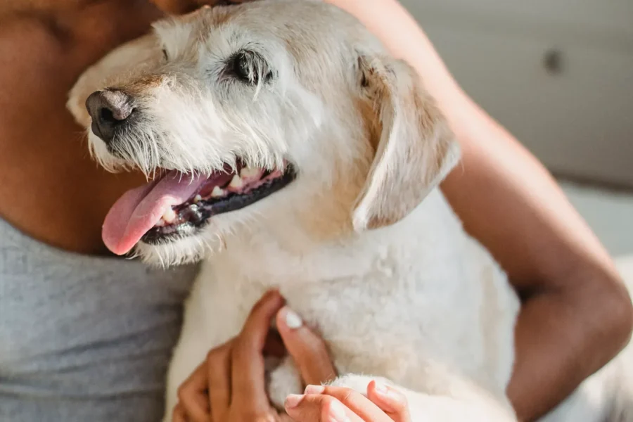 Owner hugging their dog — 12 science-backed bonding methods
