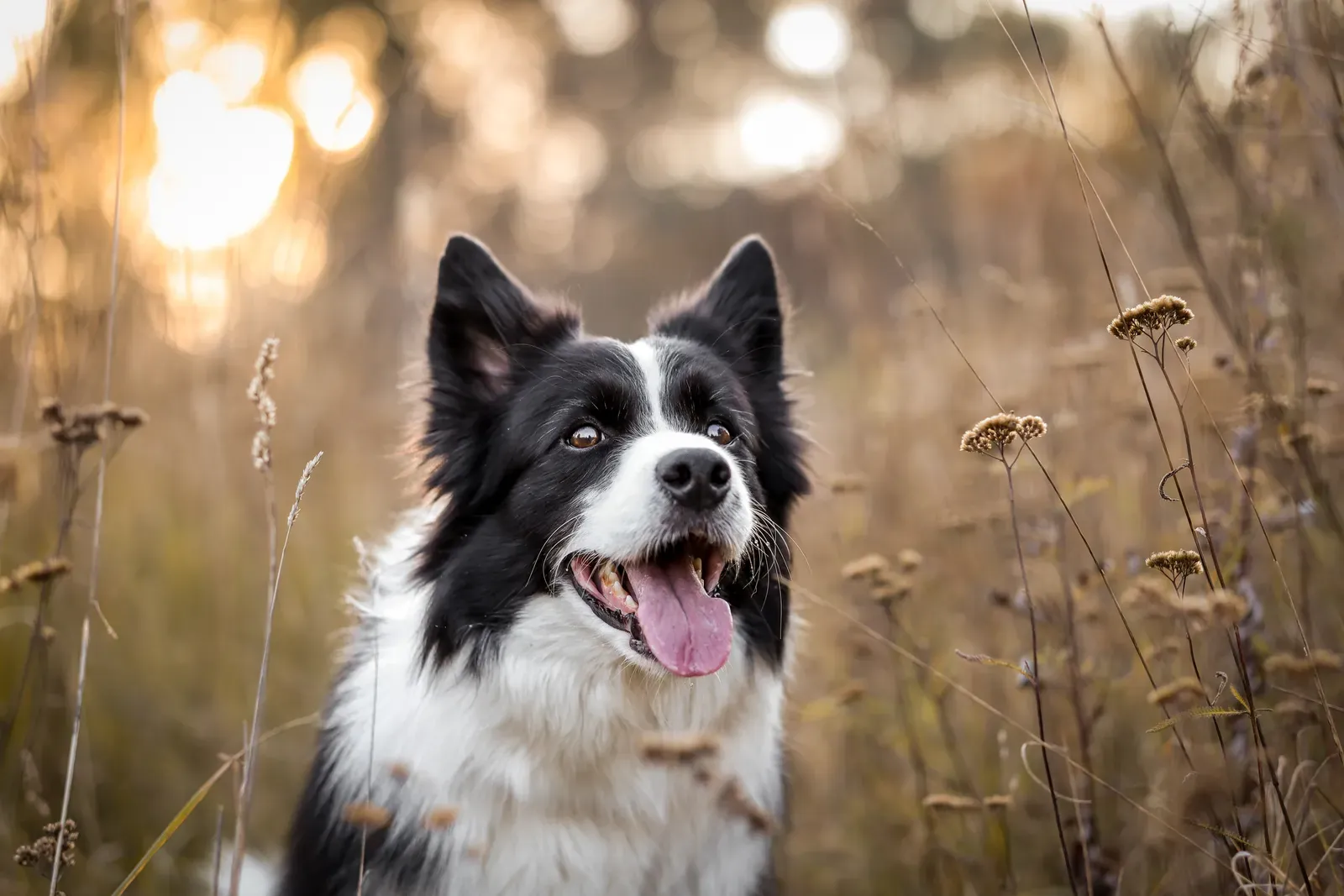 Border Collie, a breed where blue eyes occur