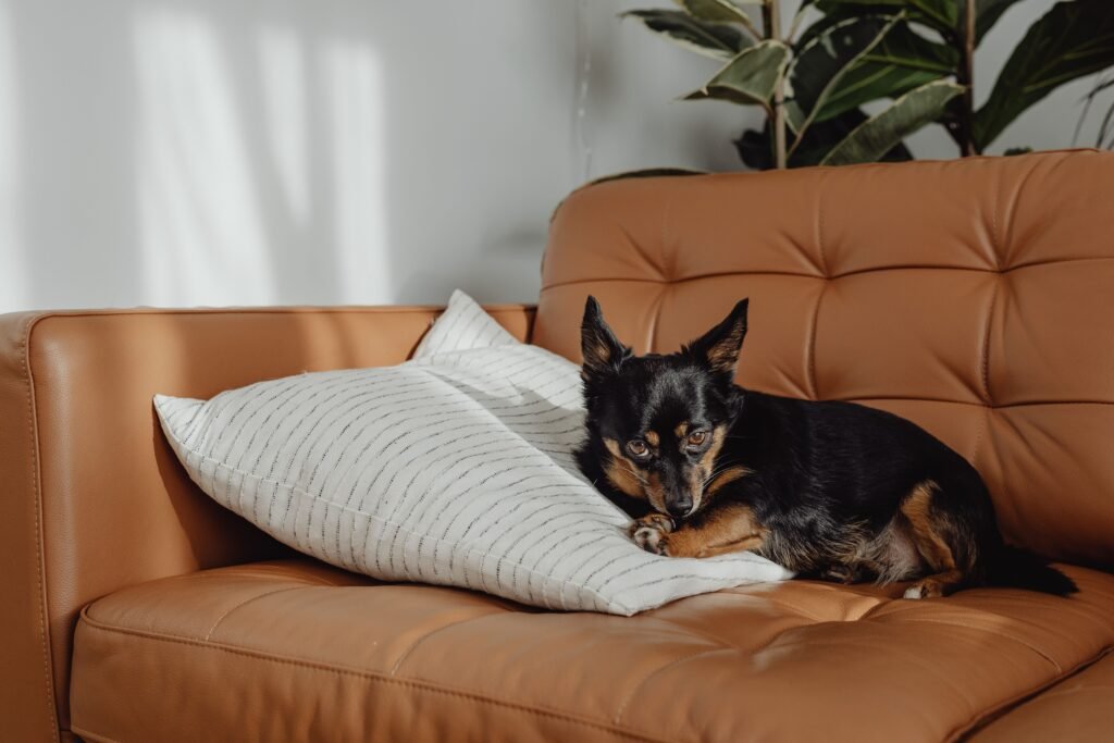 Best Dog Breeds for Apartments in 2026: Low-Maintenance & Quiet Dogs 12 quiet dog breeds for apartments
