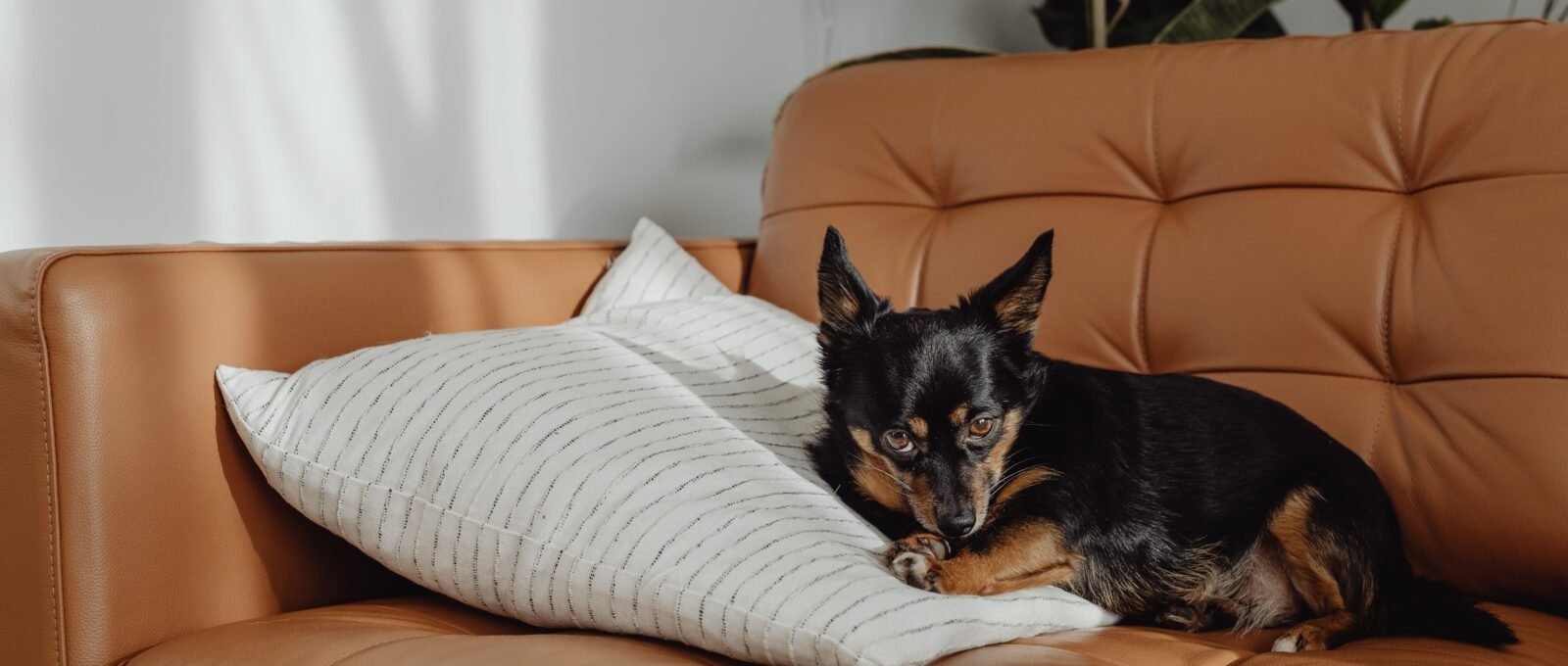 quiet dog breeds for apartments