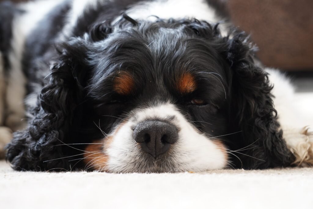Best Dog Breeds for Apartments in 2026: Low-Maintenance & Quiet Dogs 14 Cavalier King Charles Spaniel apartment dog