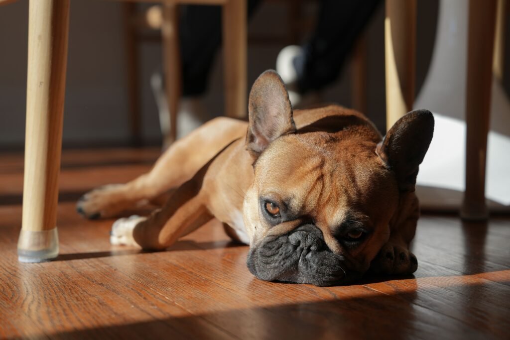 Best Dog Breeds for Apartments in 2026: Low-Maintenance & Quiet Dogs 13 French Bulldog in apartment