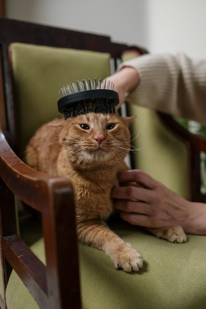 Brushing a cat — grooming builds trust and love