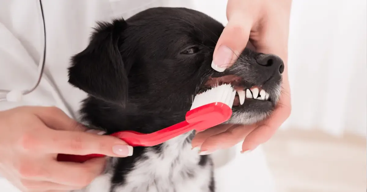 Owner brushing dog's teeth at home to prevent dental disease — daily care that keeps pet insurance dental disease claims low