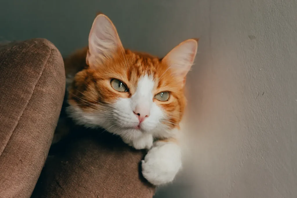 Calm relaxed cat — reading body language prevents bites