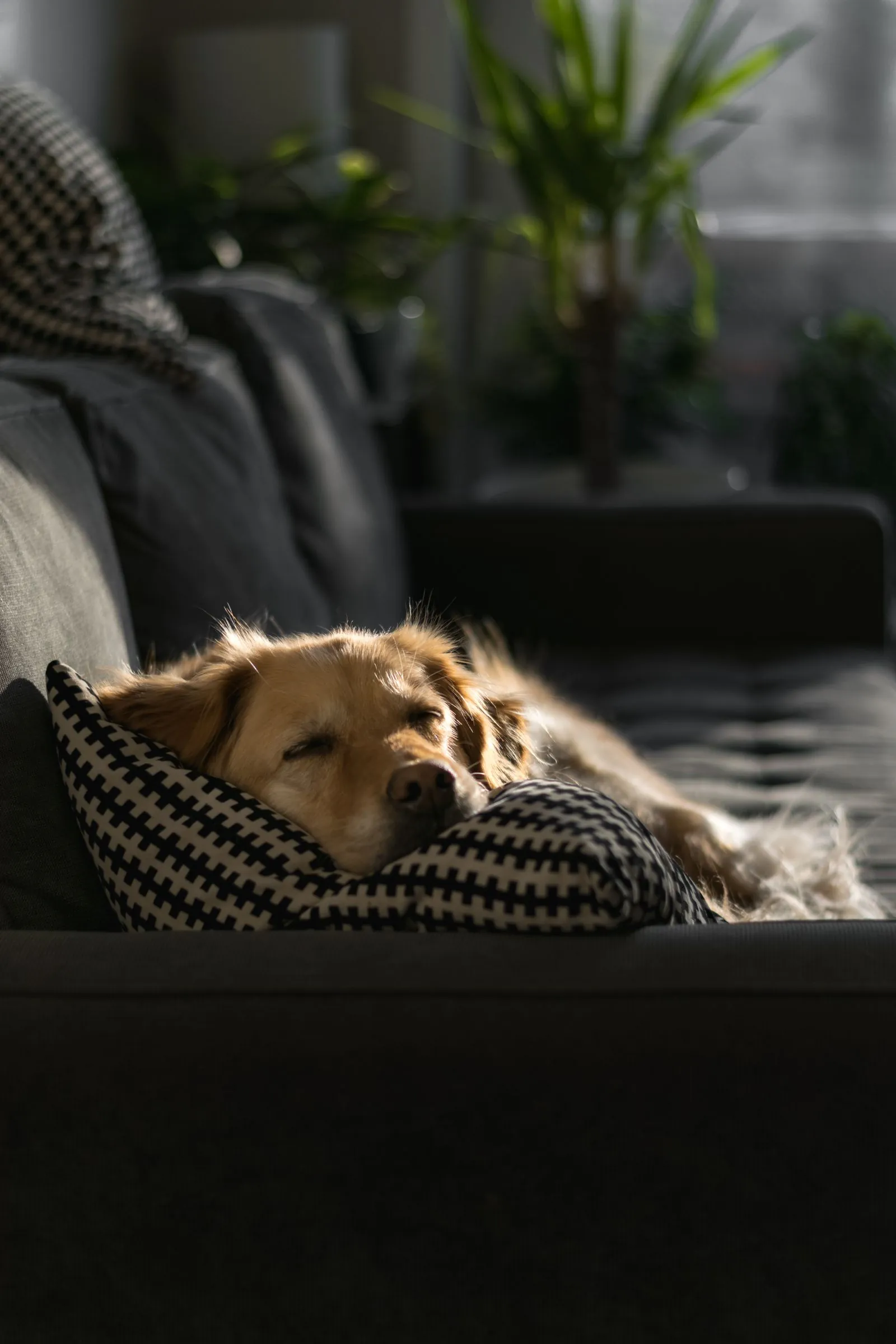 Why Does My Dog Lick Me So Much? 7 Reasons 12 Calm dog resting at home — relaxed, occasional licking is normal