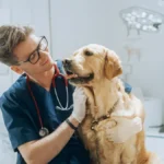 Golden retriever at the vet — does pet insurance cover cancer treatment?