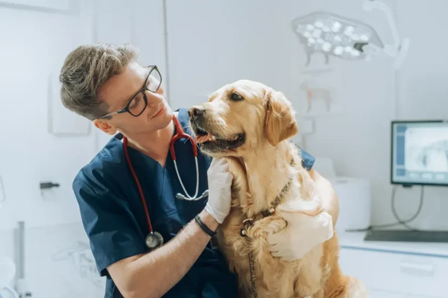 Does Pet Insurance Cover Cancer Treatment? (2026) 20 Golden retriever at the vet — does pet insurance cover cancer treatment?
