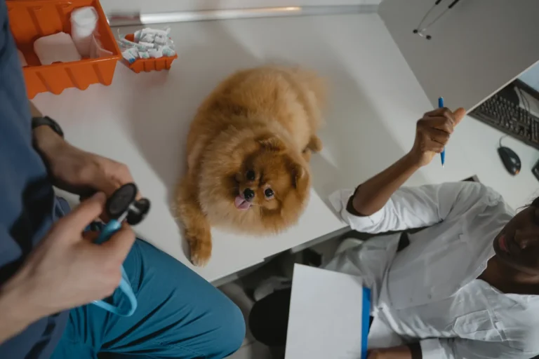 Dog at a vet checkup — does pet insurance cover cancer treatment