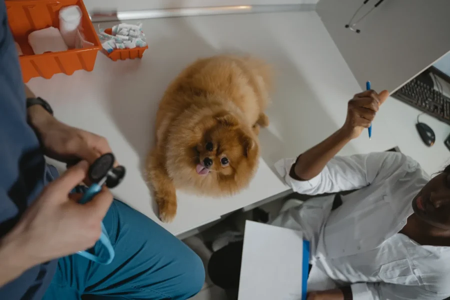 Dog at a vet checkup — does pet insurance cover cancer treatment