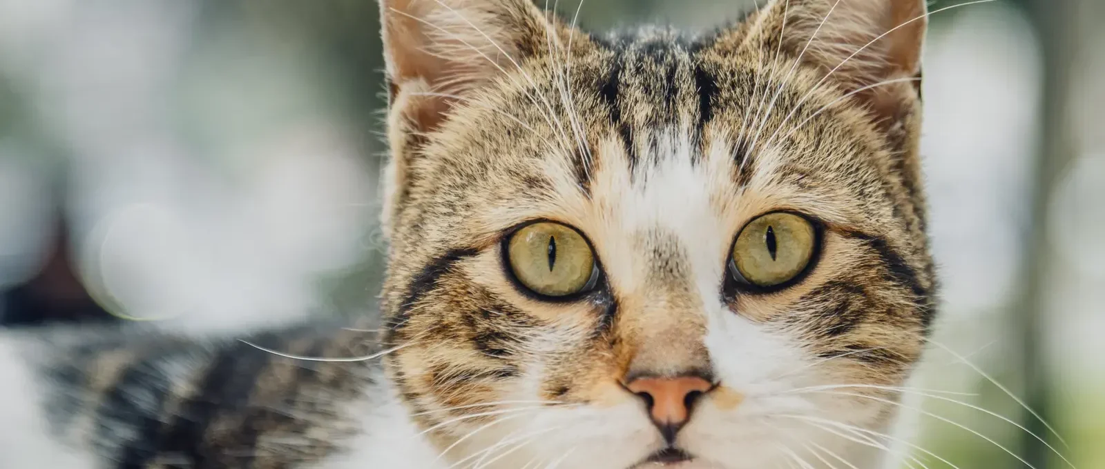 Curious cat — 7 amazing things you didn't know about your cat