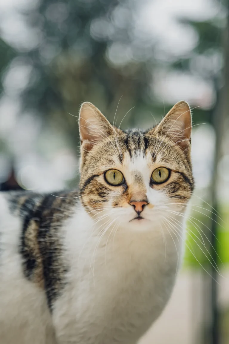 Curious cat — 7 amazing things you didn't know about your cat