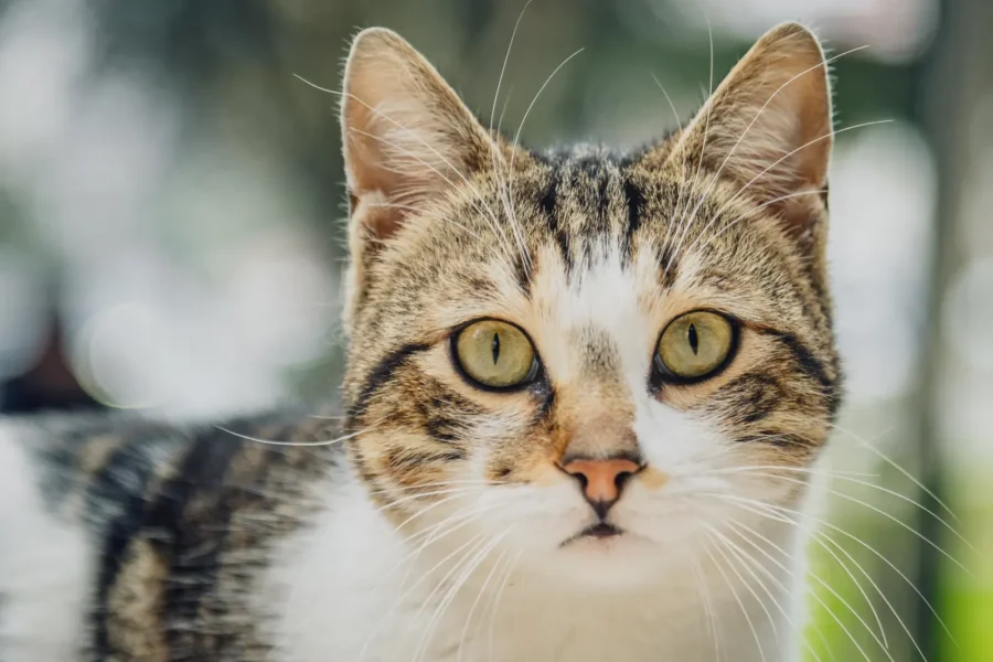 7 Amazing Things You didn't know about Your Cat 22 Curious cat — 7 amazing things you didn't know about your cat