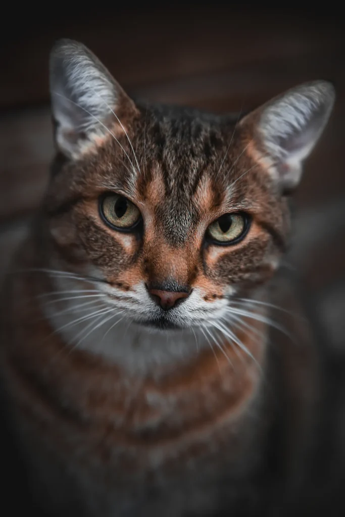 How Many Calories Does My Cat Need? The Complete Cat Calorie Calculator & Nutrition Guide for Optimal Health 13 Cat at home — calorie needs vary by age, weight, and activity