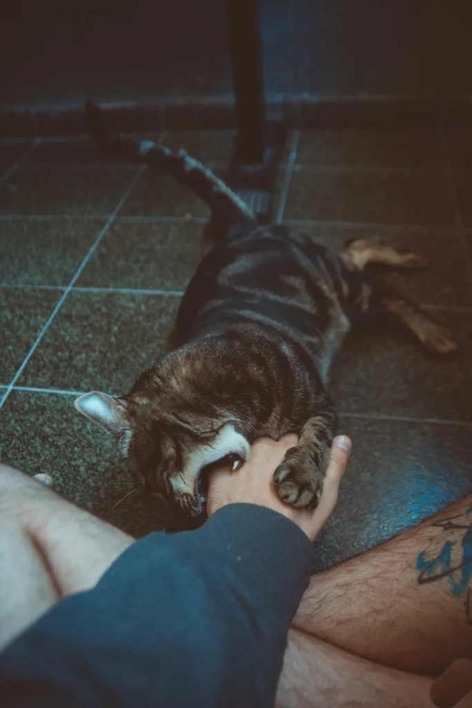 Cat mouthing a hand — why cats bite during play