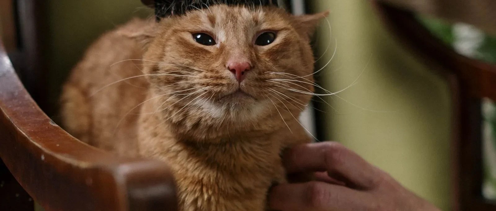 Brushing a long-haired cat to prevent hairballs