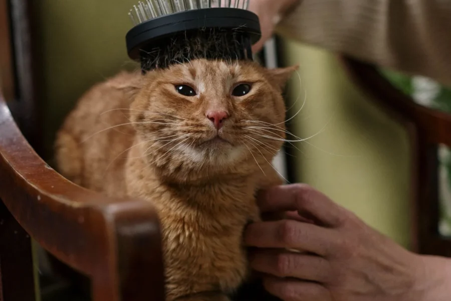 Brushing a long-haired cat to prevent hairballs