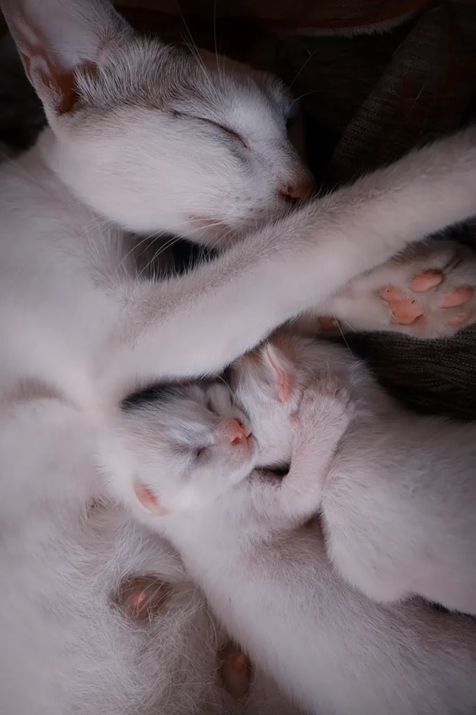 Top 5 Tips on How to Introduce Cats in a Safe Way To Newborn Babies 14 Cat resting calmly in a home with a new baby